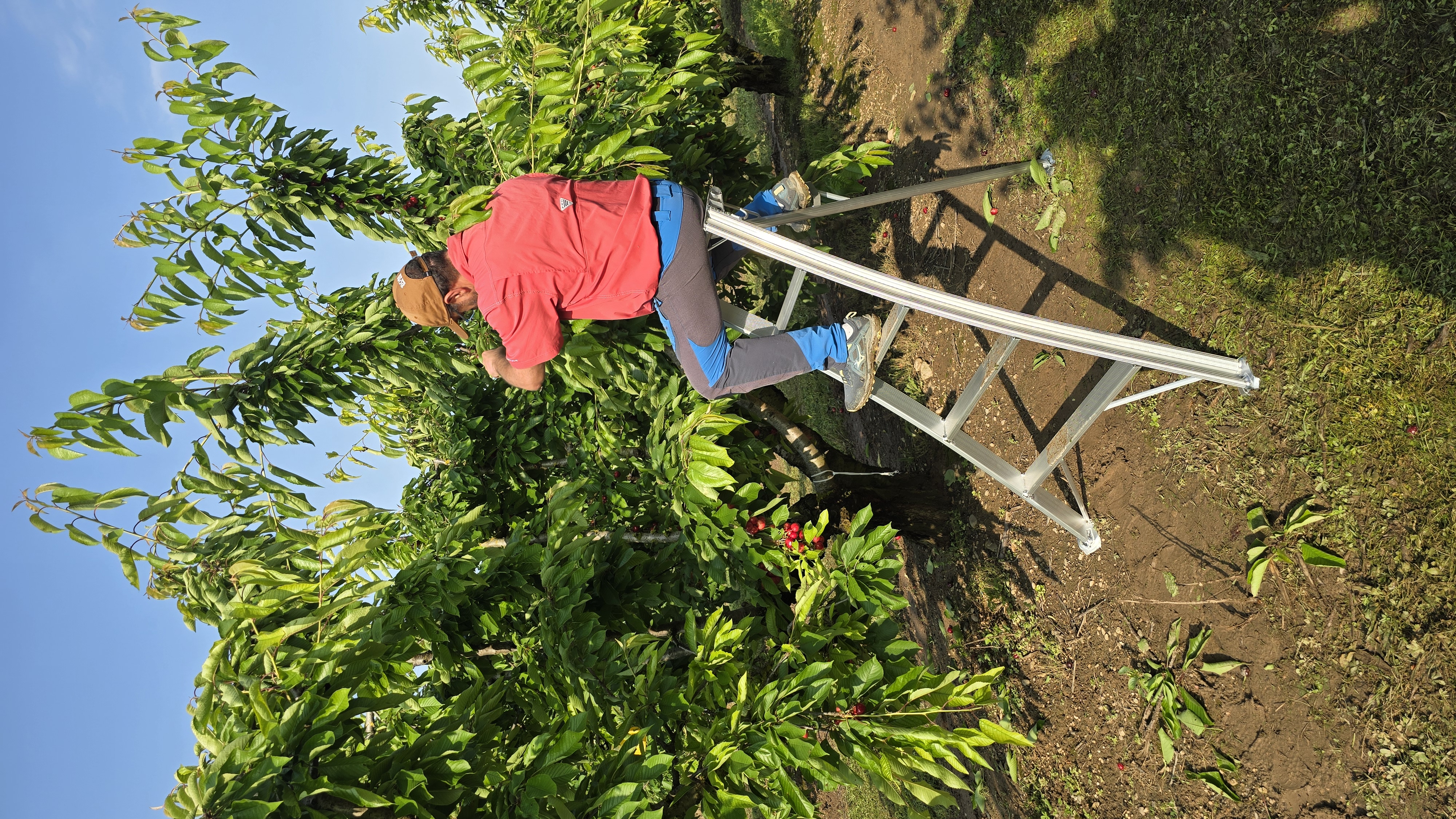Imagen del producto ESCALERA DE ALUMINIO PARA TRABAJO EN CAMPO